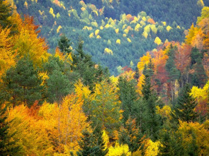 El bosque protector: Líneas eléctricas y bosque