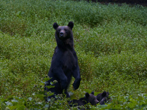 Depredadores de los...: El reino del oso