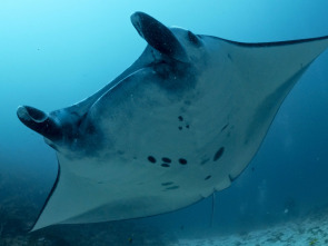 Into the blue: Bahía de tritón