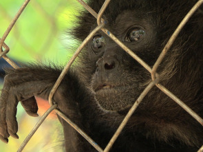 Tras los últimos primates mexicanos