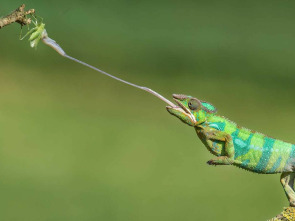 Animales al natural: Reptiles