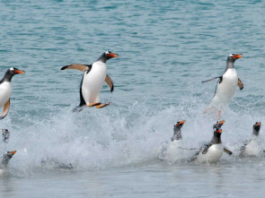 Las islas de los pingüinos: La supervivencia del más rápido