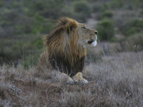 Matriarcados del reino animal