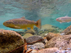 Una historia de peces