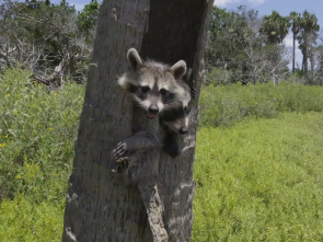 El mapache, el rey de la supervivencia