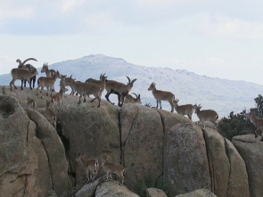 Vida sobre las rocas