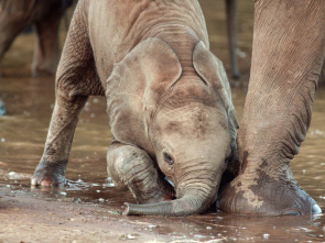 Érase una vez en Tsavo 