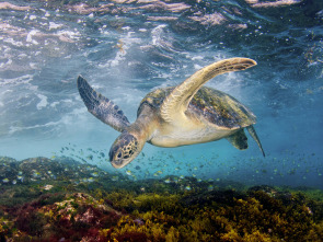 El Mediterráneo, la vida bajo el asedio 