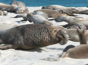 La vida secreta de las focas