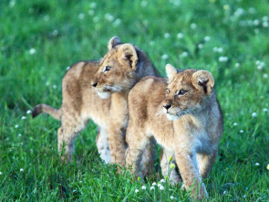 Del juego a la caza. El cachorro del leon africano