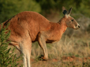 Conocer a los marsupiales