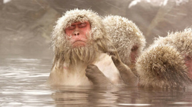 Wild Japón: monos de la nieve