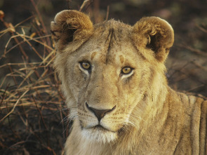 Encerrado entre leones