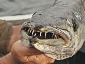 Los últimos peces...: Fin de trayecto