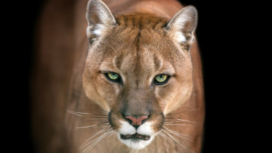 El club de la lucha...: Osos pardos, guanacos y escarabajos