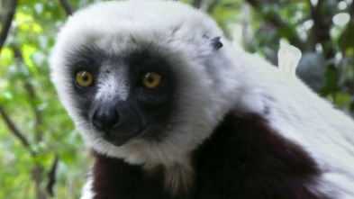 Madagascar: leyendas de la isla de los lémures