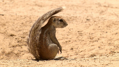 Wild Sudáfrica: Asesinos del Kalahari