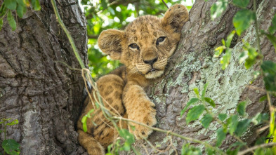 Los leones trepadores