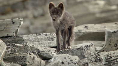 Wild Ártico: Desierto de hielo