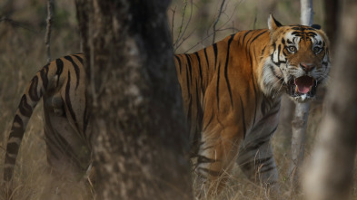 Misión crítica: tigres en la India