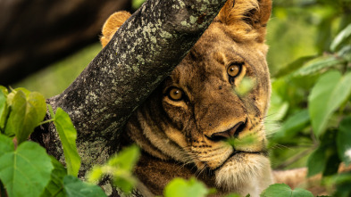 Okavango: el río de los sueños-especial