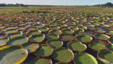 Los secretos naturales...: África