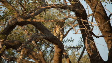 Diario de un leopardo adolescente