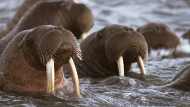 Los más letales de Alaska: el acecho del depredador