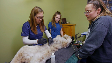 Veterinarios unidos de...: Como el gato y el....lince