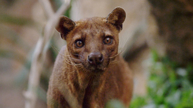 Los animales más raros de Madagascar