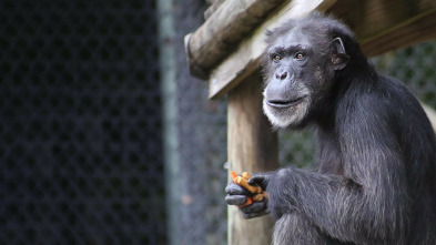 Los secretos del zoo:...: La pandilla de orangutanes