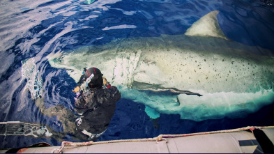 Gran tiburón blanco vs. tiburón tigre