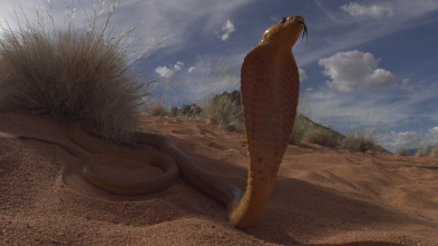 Serpientes de leyenda: Cobras