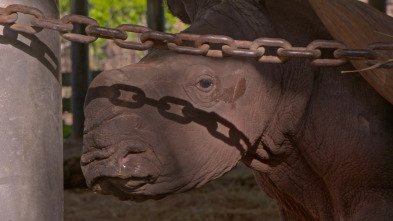 Los secretos del zoo:...: El rastro de un erizo