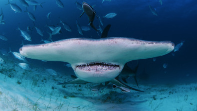Cuando los tiburones...: Emboscada en tierra firme