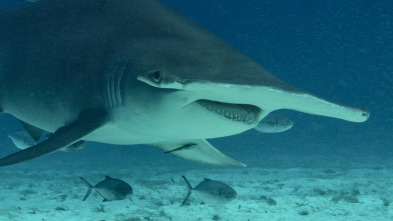 El ingenio del tiburón toro