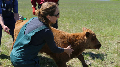 Una veterinaria...: Este no es mi primer rodeo