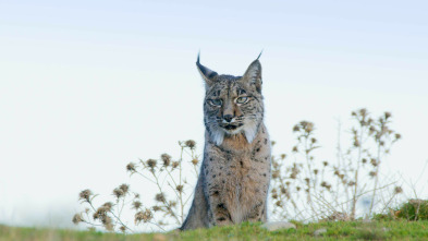 La tierra del lince ibérico 