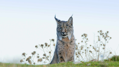 La tierra del lince...: Invierno