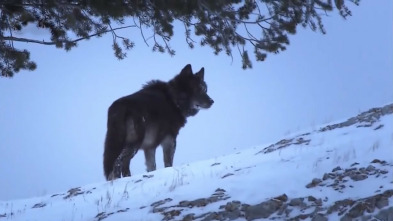 La llegada del lobo negro