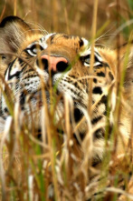 En busca del rey de los felinos