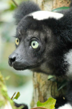 Madagascar: leyendas de la isla de los lémures