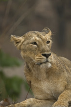 El tigre de Bengala: el rey de la selva