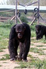 Escuela de chimpancés