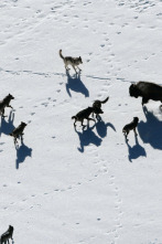 La dinastía del lobo...: La manada