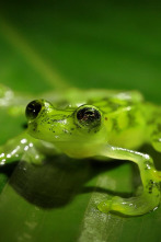 Monstruos de la naturaleza: bichos espeluznantes