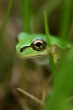 Los animales más raros de Madagascar 