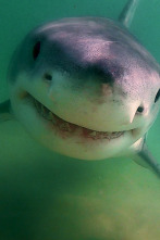 Los tiburones blancos de Cabo Cod