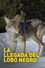 La llegada del lobo negro