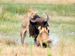 Concebido para matar: El oso grizzly